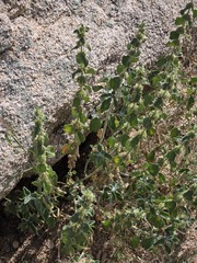 Marrubium vulgare, photograph (c) Jo Roberts, some rights reserved (CC BY)