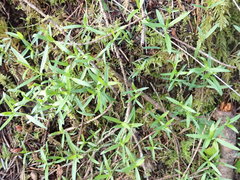 Moehringia macrophylla