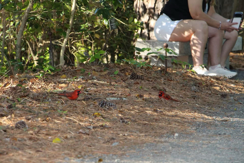Northern Cardinal