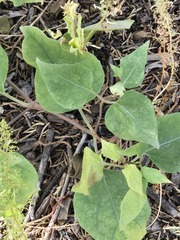 Mirabilis multiflora