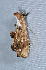 Arrade leucocosmalis