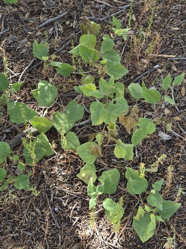 Mirabilis multiflora, photograph 2