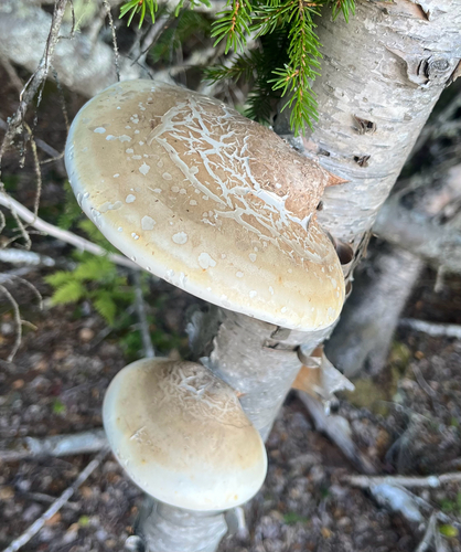 birch polypore