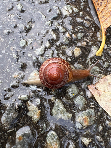 Copse Snail