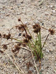 Cyperus squarrosus, photograph (c) Jo Roberts, some rights reserved (CC BY)