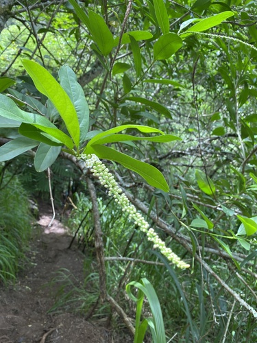 Citharexylum caudatum observed 2026-09-23