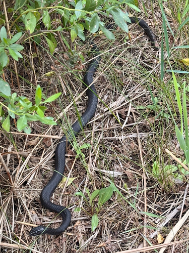 Northern Black Racer