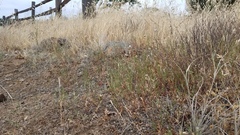 Polygonum californicum