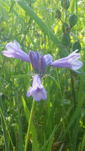largeflower triteleia (Triteleia grandiflora)