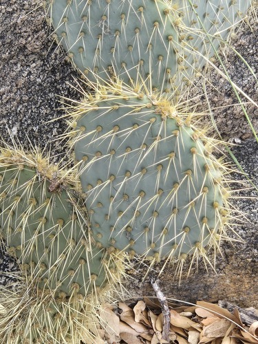 Opuntia chlorotica