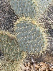 Opuntia chlorotica
