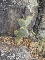 Opuntia chlorotica, photograph (c) Jo Roberts, some rights reserved (CC BY)
