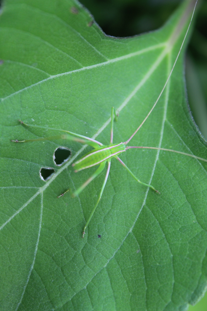 Arachnitus filicrus