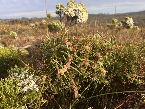Hakea ulicina observed 2026-09-24