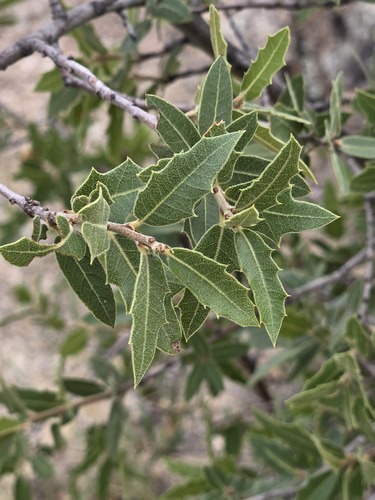 Quercus emoryi