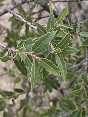 Quercus emoryi