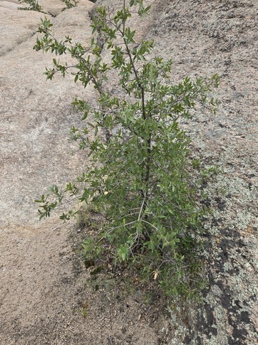 Quercus emoryi, photograph 2