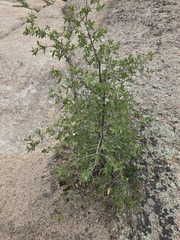 Quercus emoryi, photograph (c) Jo Roberts, some rights reserved (CC BY)