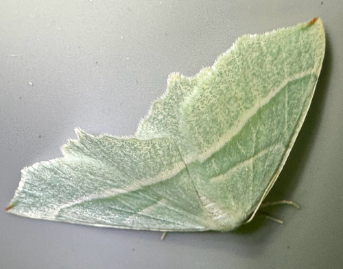Light Emerald