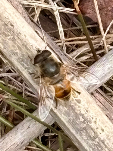 Common Drone Fly