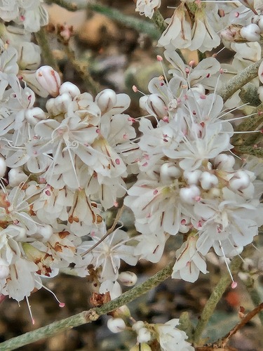 Eriogonum wrightii, photograph 1