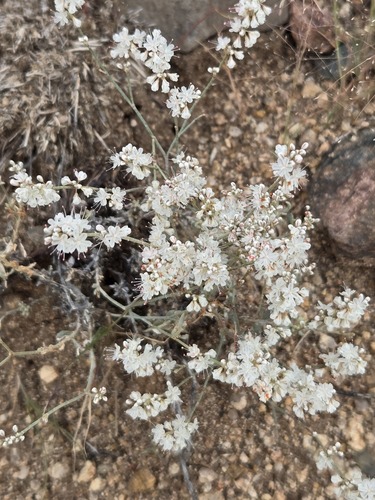 Eriogonum wrightii, photograph 2