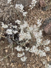 (c) Jo Roberts, some rights reserved (CC BY) Eriogonum wrightii, photograph (c) Jo Roberts, some rights reserved (CC BY)