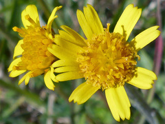 Tephroseris integrifolia