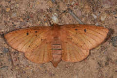 Anthela repleta