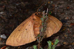 Anthela repleta
