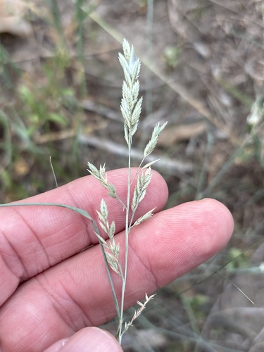 Eragrostis secundiflora, photograph 4