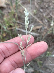 Eragrostis secundiflora, photograph (c) Sam Kieschnick, some rights reserved (CC BY)
