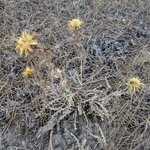 Carlina hispanica, photograph 2