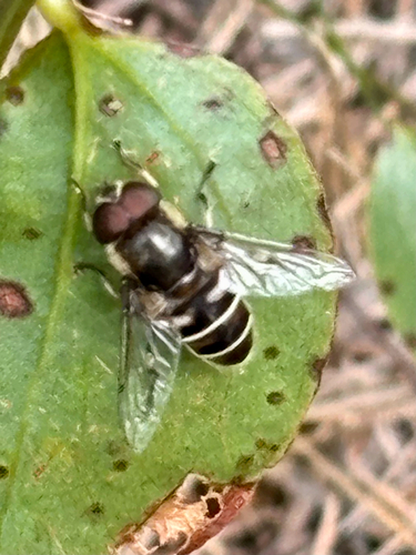 Black-shouldered Drone Fly