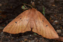 Anthela repleta