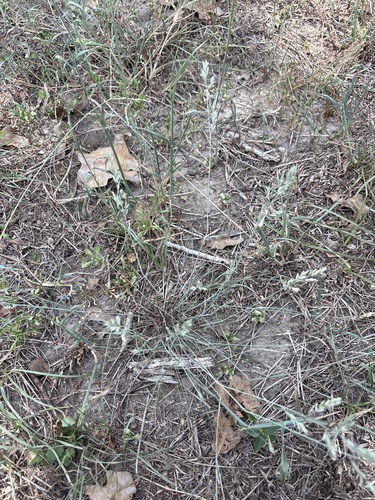 Eragrostis secundiflora, photograph 5