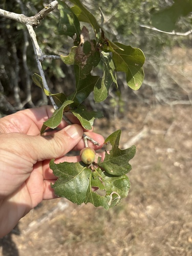 Quercus sinuata