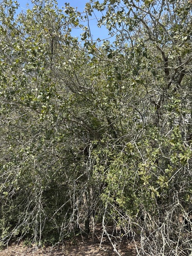 Quercus sinuata, photograph 2