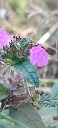 Wild Basil