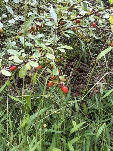 Japanese barberry