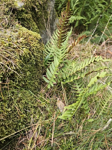Polypodium vulgare, photograph 5