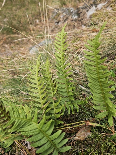 Polypodium vulgare, photograph 6