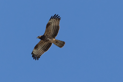 European Honey-buzzard