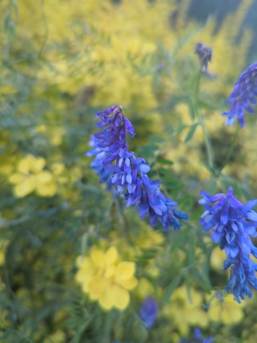 tufted vetch