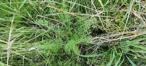 scentless mayweed
