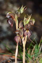 Pterostylis boormanii