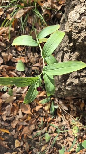star-flowered lily-of-the-valley