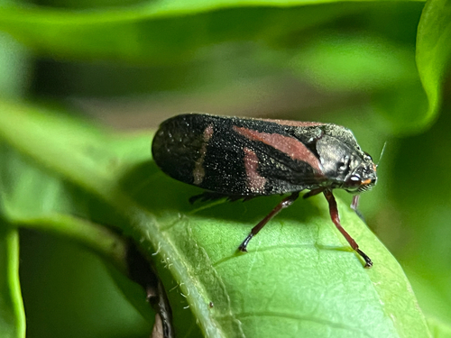 Deois flavopicta