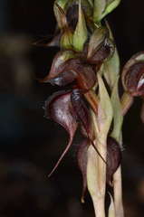Pterostylis boormanii