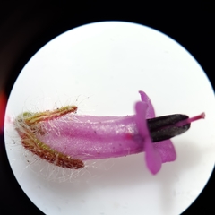Erica barbigeroides